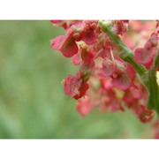 rumex thyrsoides desf.