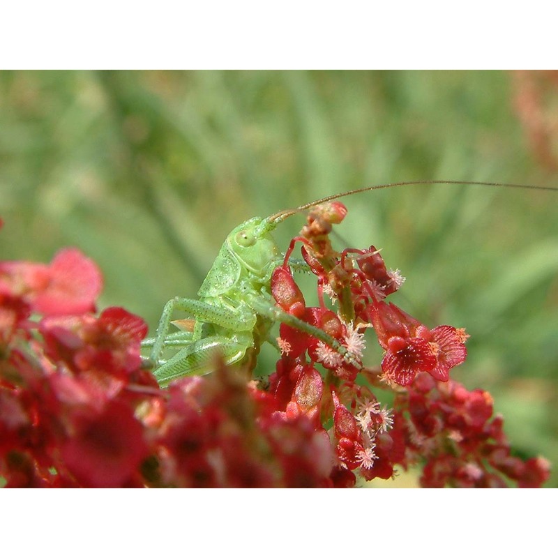 rumex thyrsoides desf.