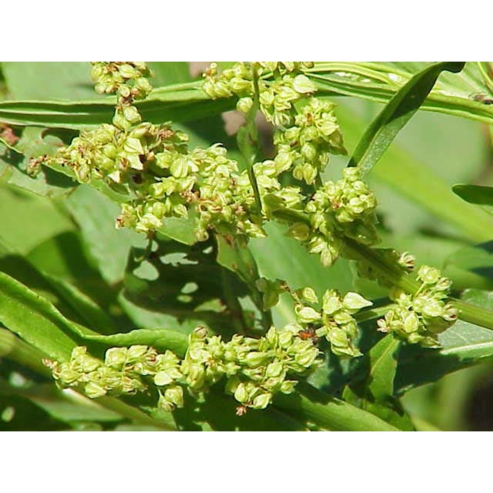 rumex triangulivalvis (danser) rech. fil.