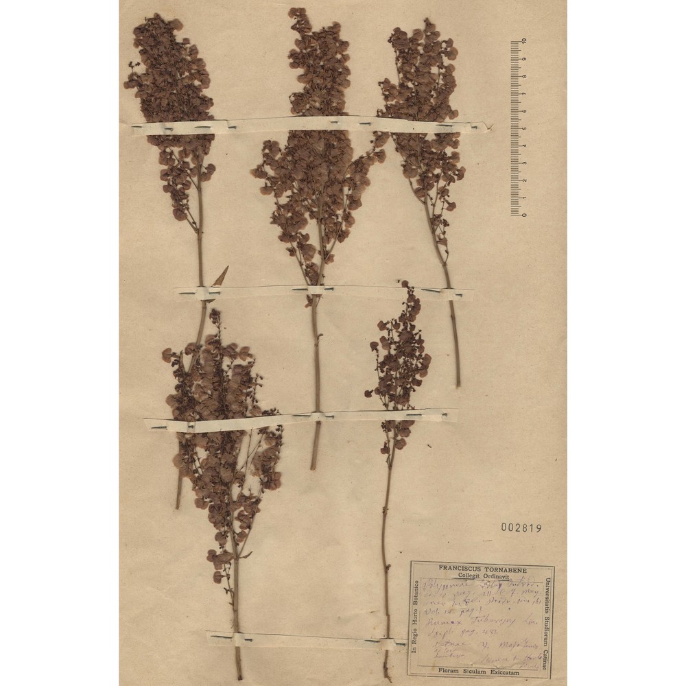 rumex tuberosus l.