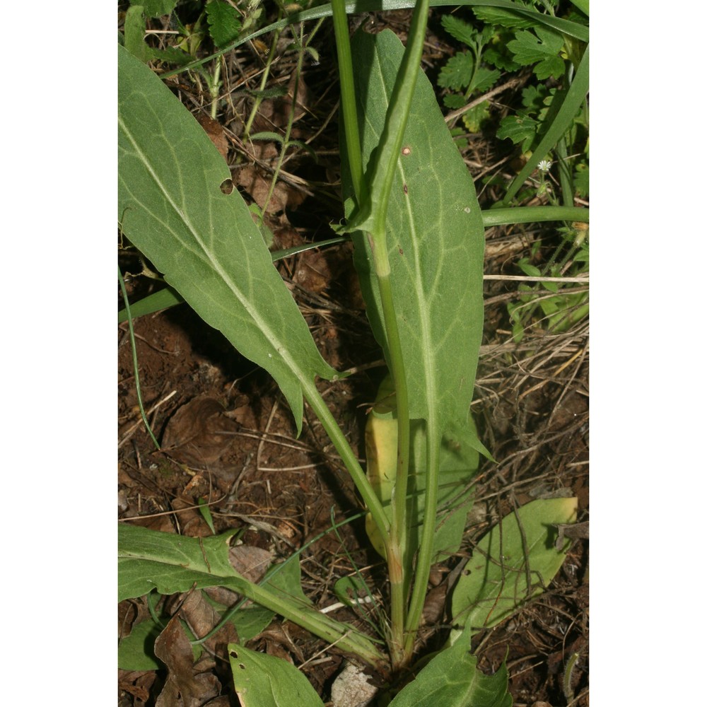 rumex tuberosus l.