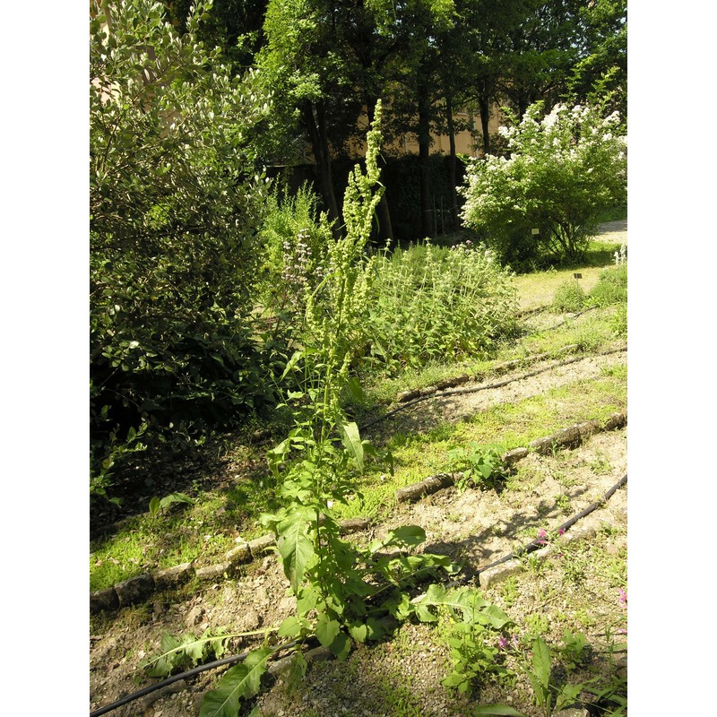 rumex vesicarius l.