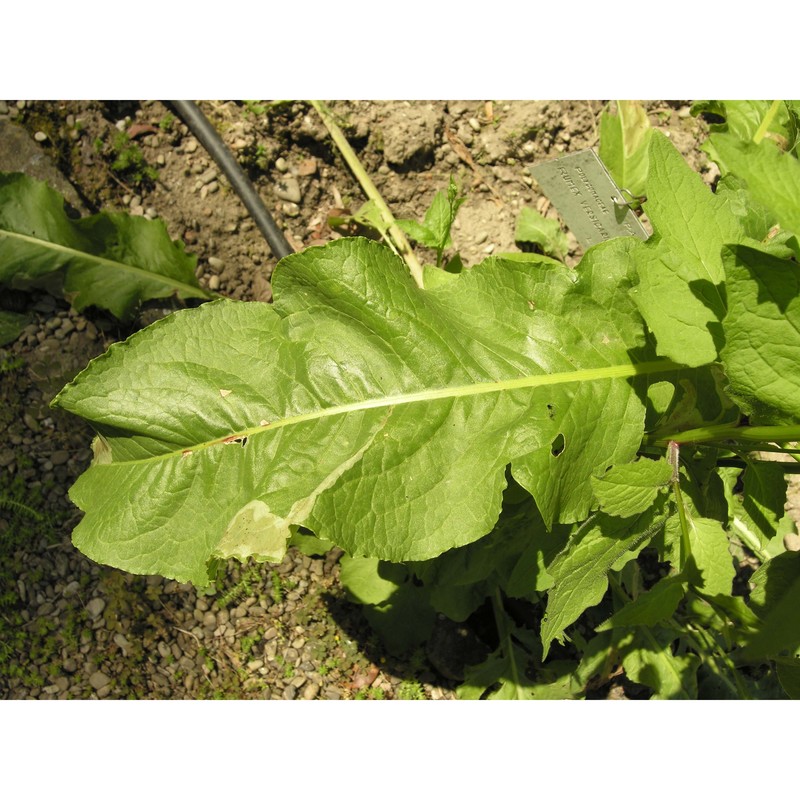 rumex vesicarius l.