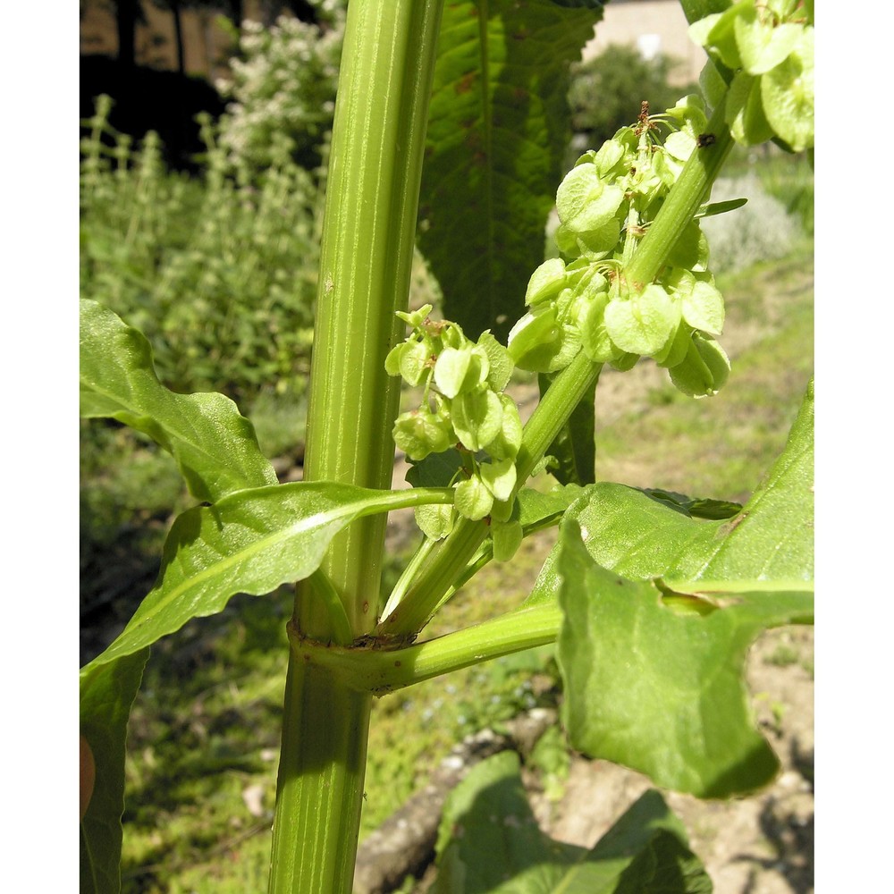 rumex vesicarius l.