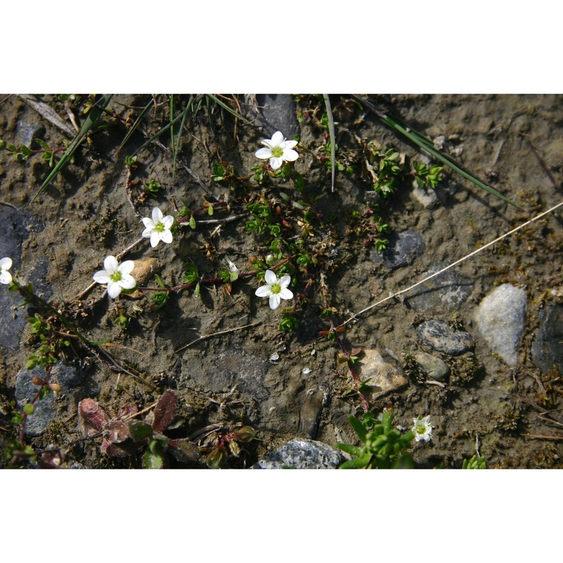 arenaria biflora l.