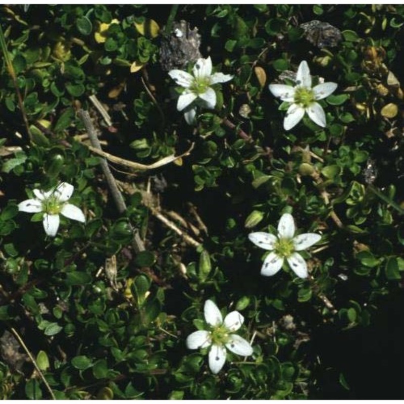 arenaria biflora l.