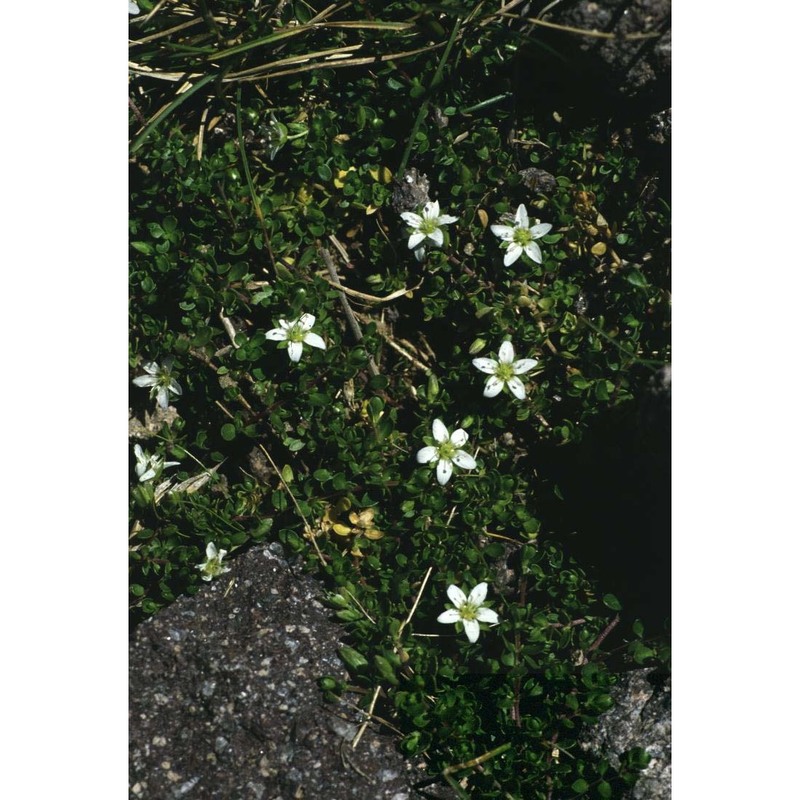 arenaria biflora l.
