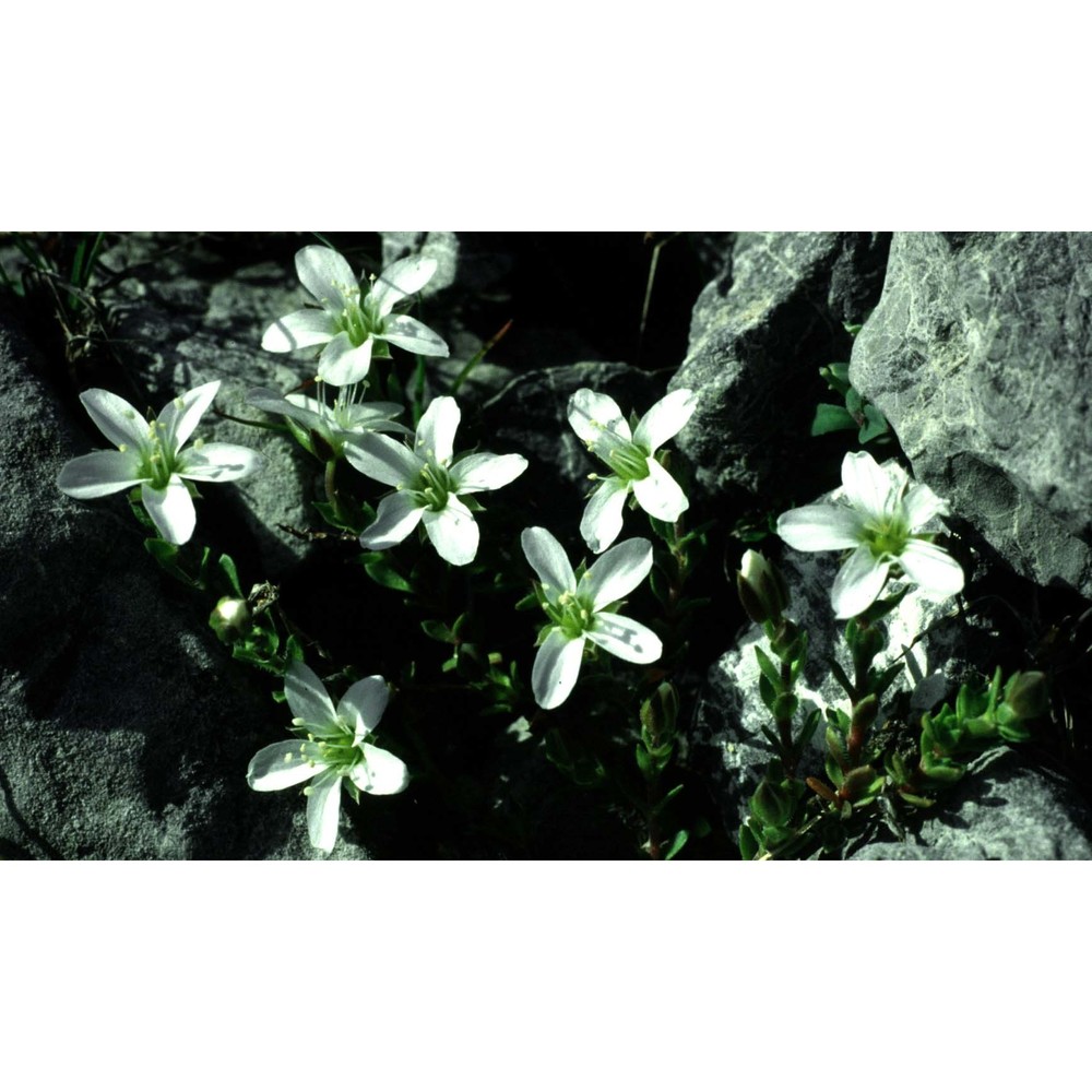 arenaria ciliata l.