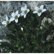 arenaria ciliata l.