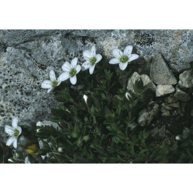 arenaria ciliata l.