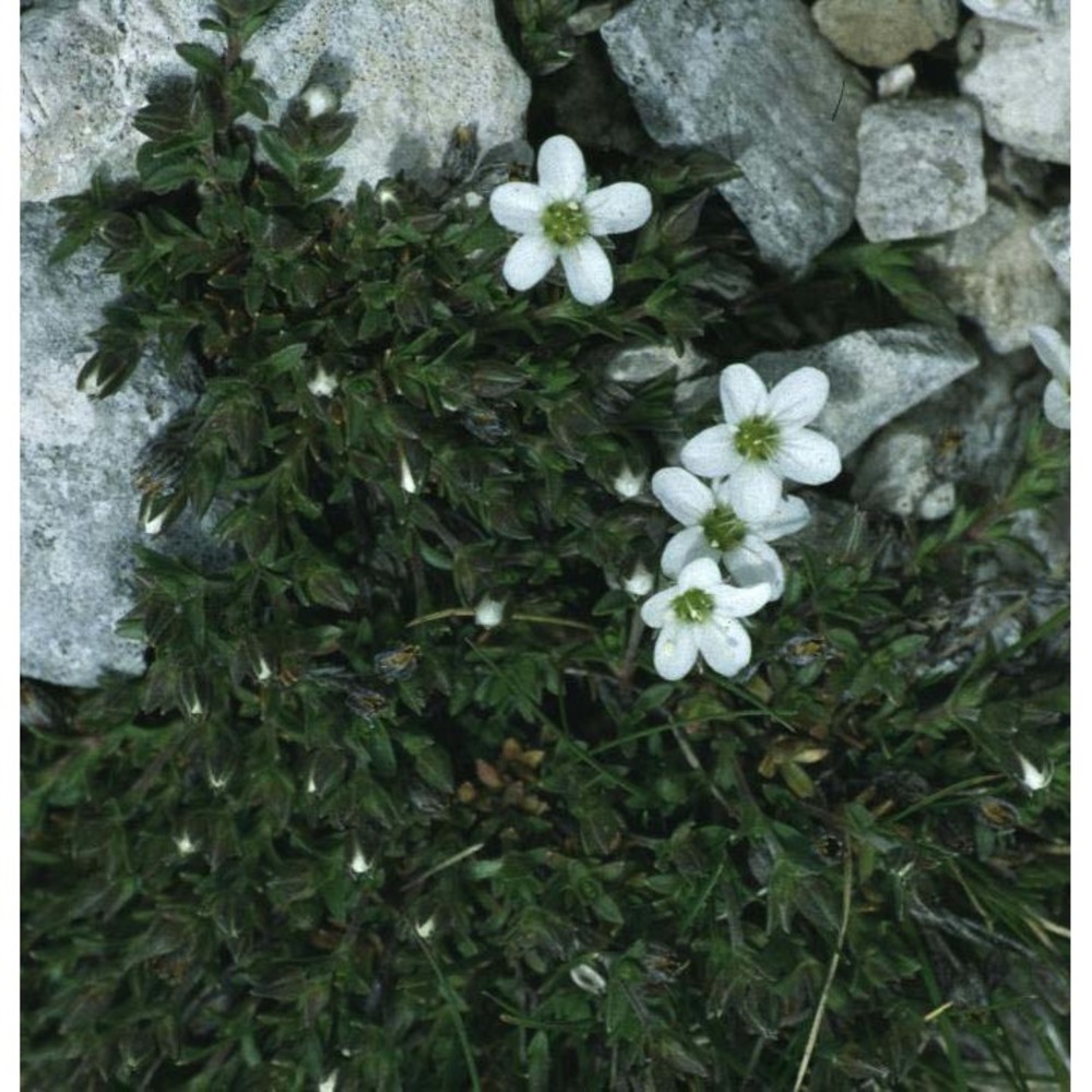 arenaria ciliata l.