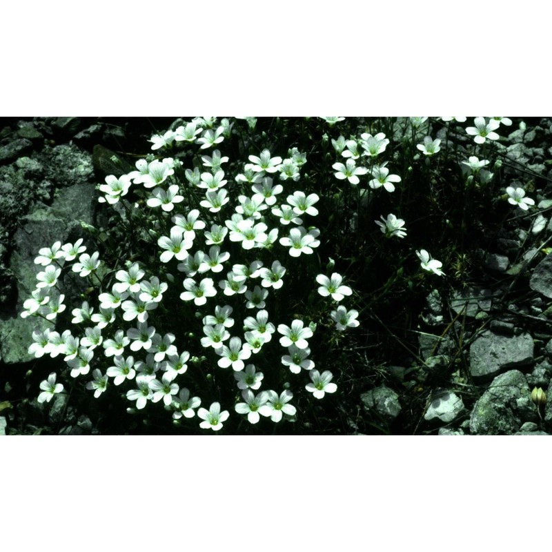 arenaria grandiflora l.