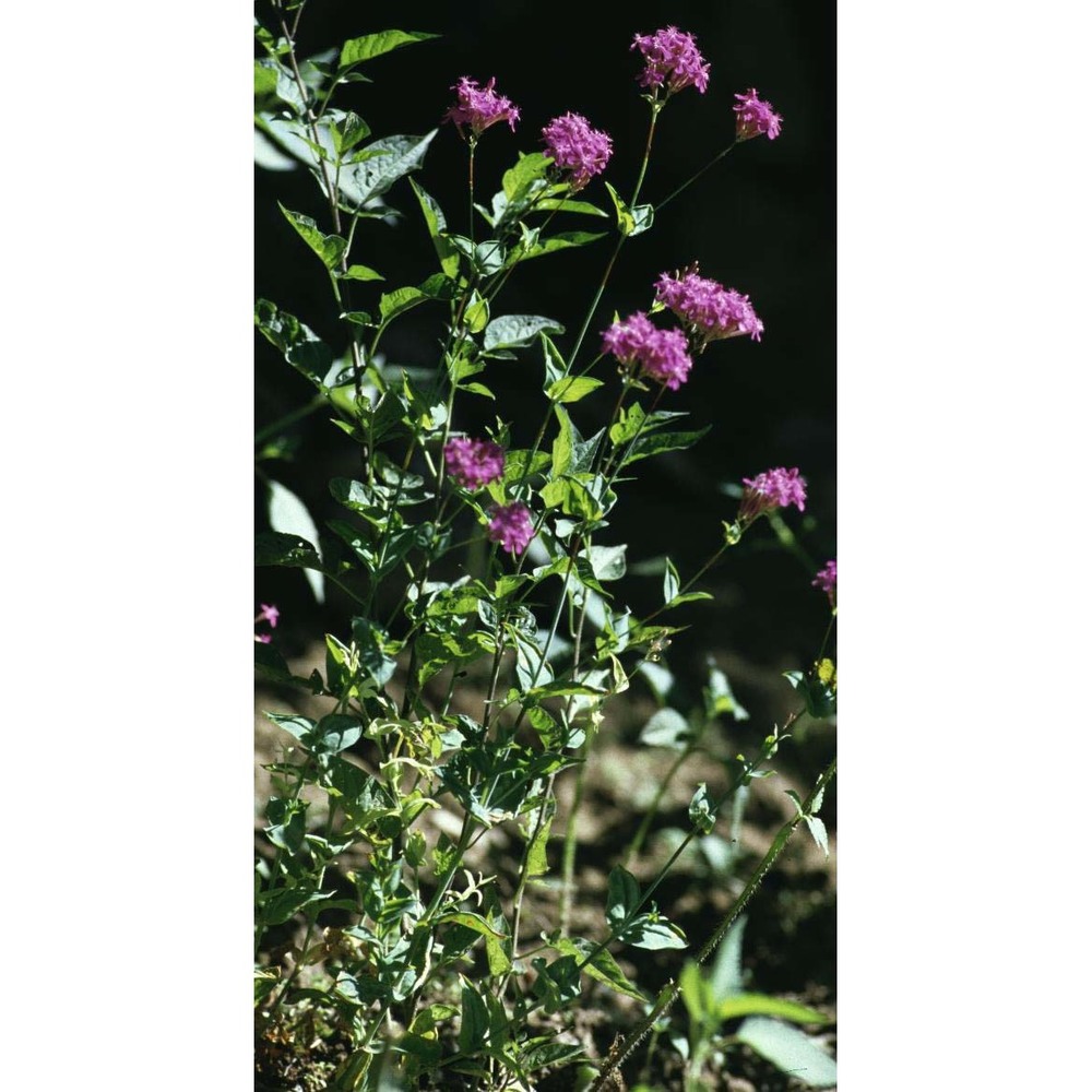 atocion armeria (l.) raf.