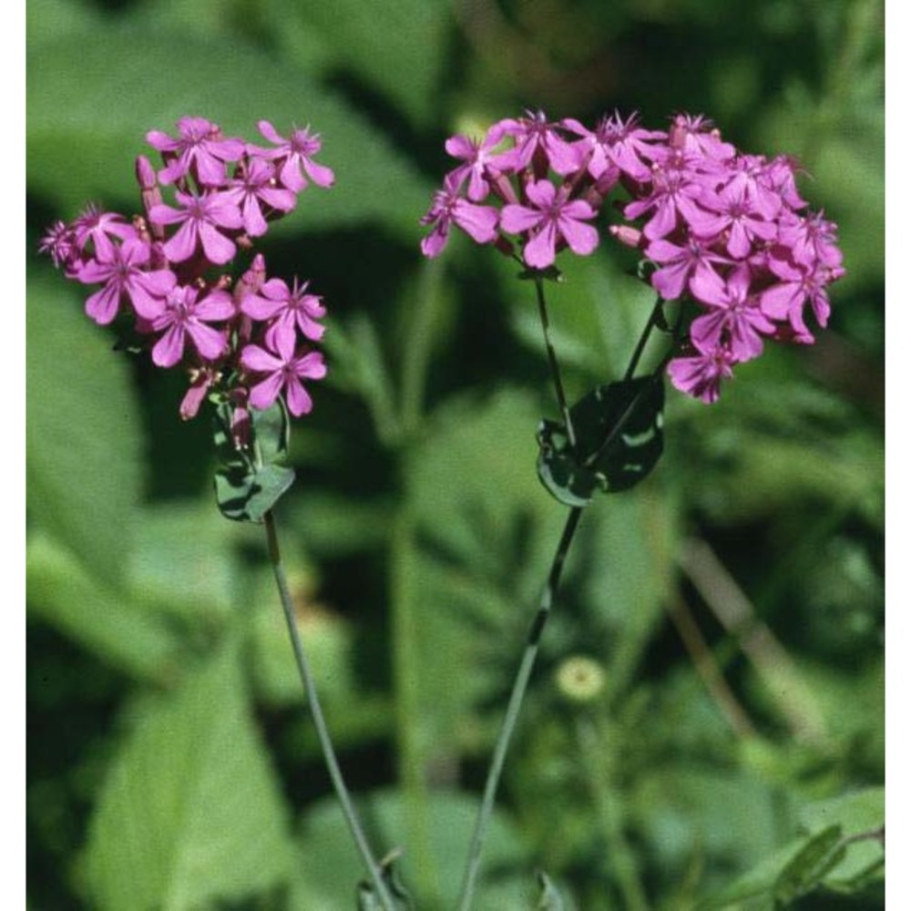 atocion armeria (l.) raf.