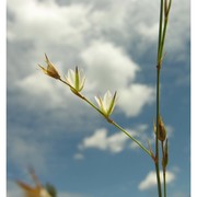 bufonia perennis pourr.