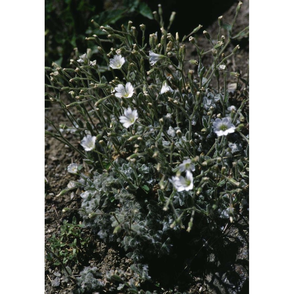 cerastium alpinum l.