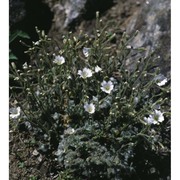 cerastium alpinum l.