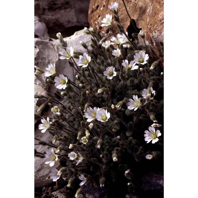 cerastium alpinum l.