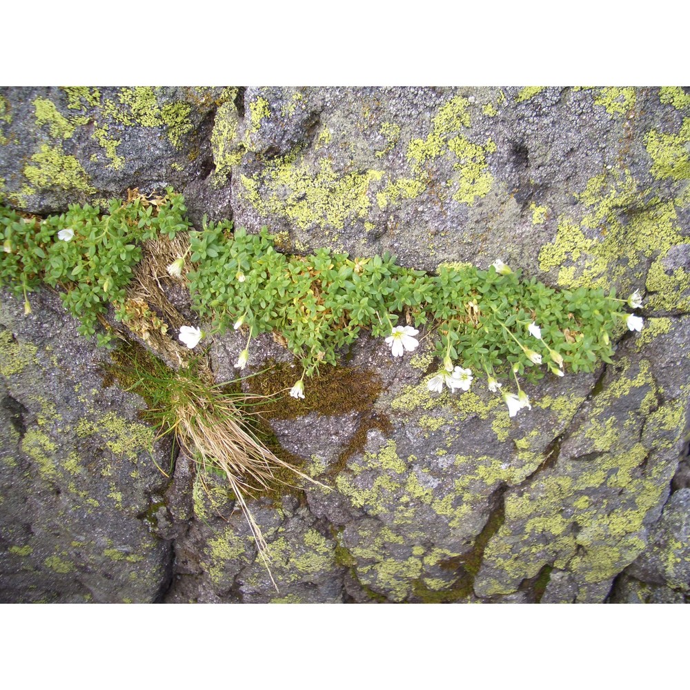 cerastium alpinum l.