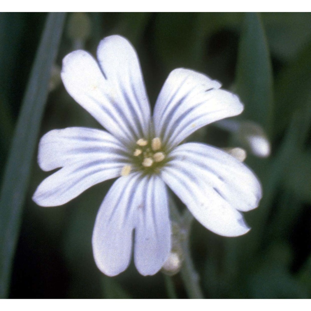 cerastium arvense l.