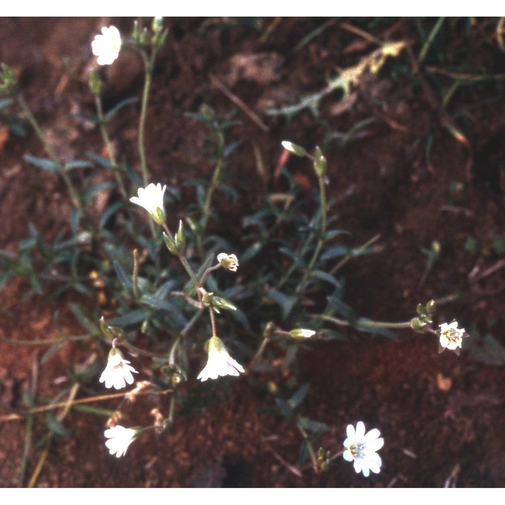 cerastium arvense l.