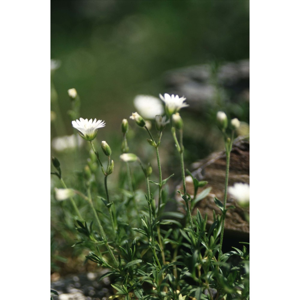 cerastium arvense l.