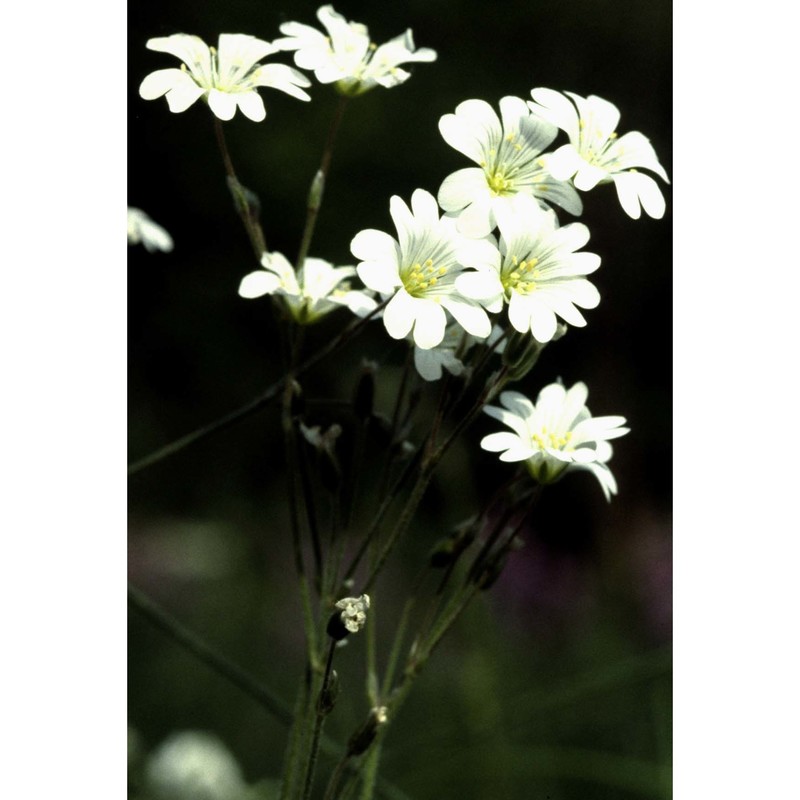 cerastium arvense l.