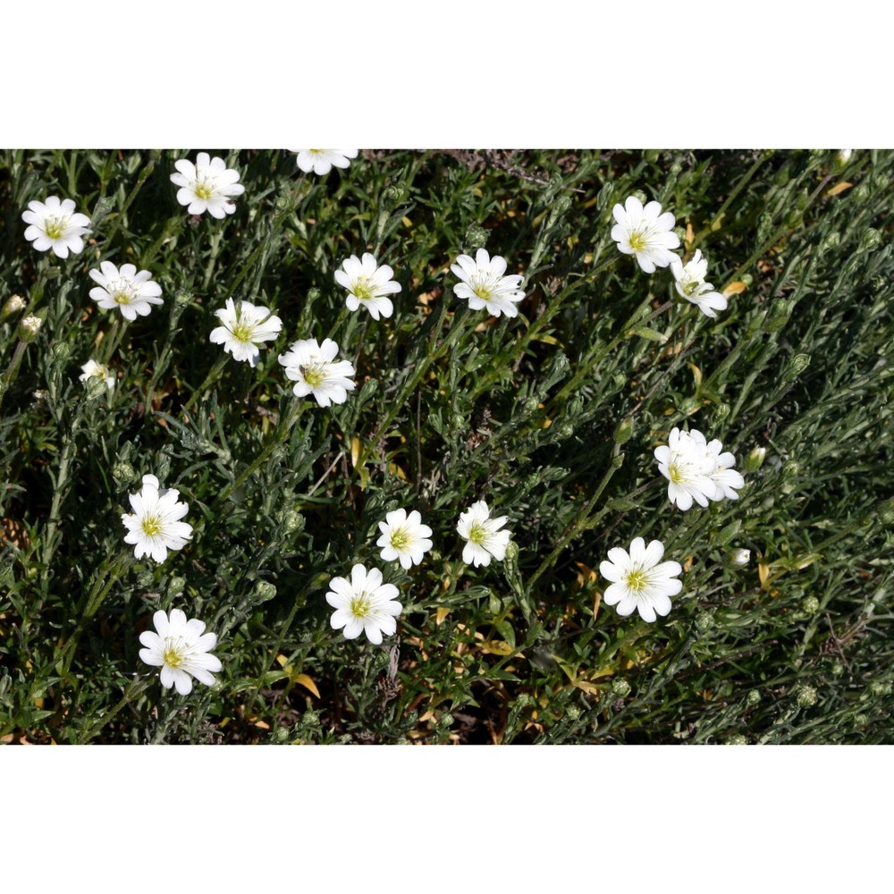 cerastium boissierianum greuter et burdet