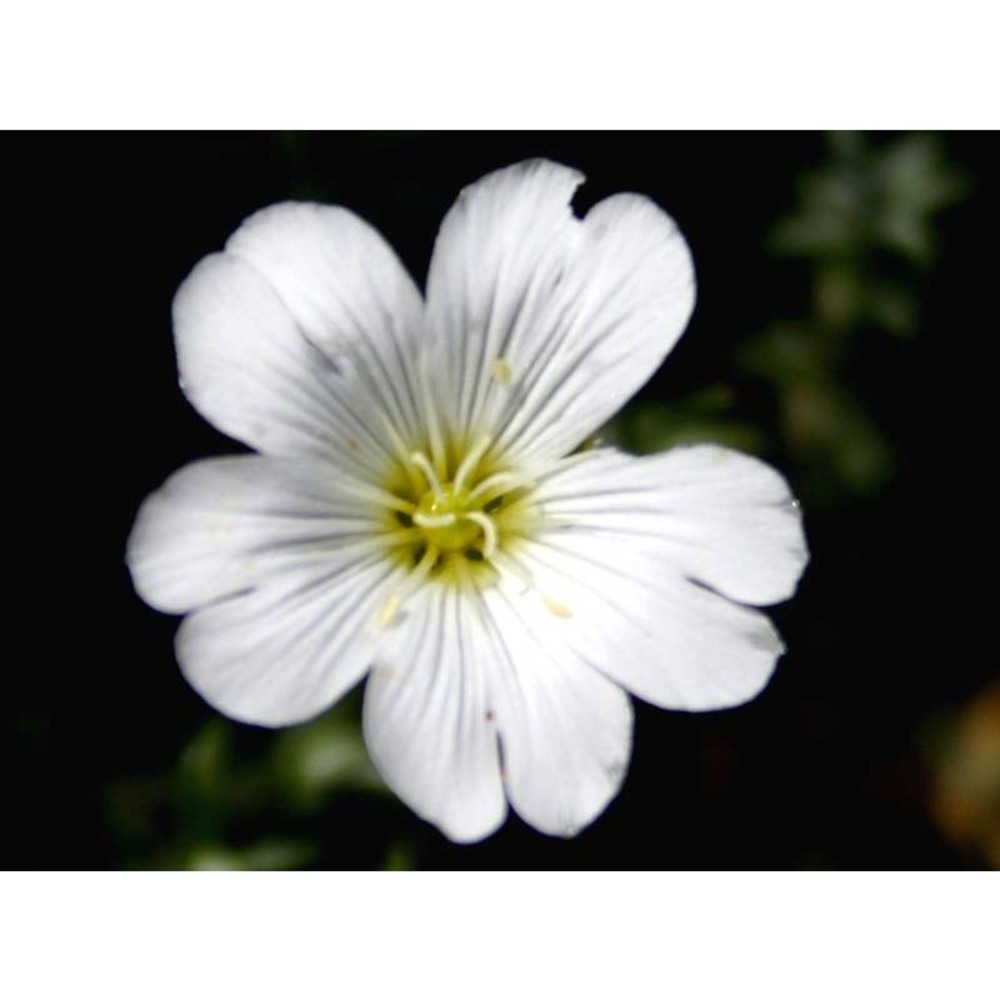 cerastium boissierianum greuter et burdet