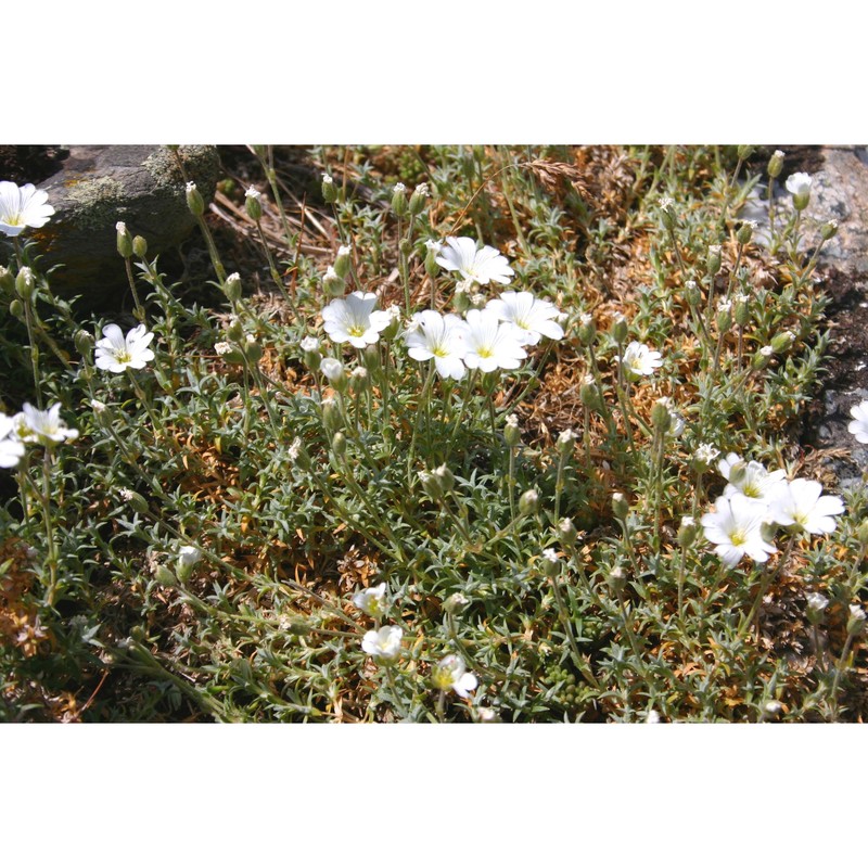 cerastium boissierianum greuter et burdet