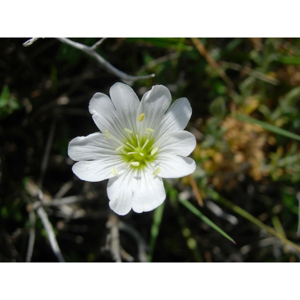 cerastium boissierianum greuter et burdet