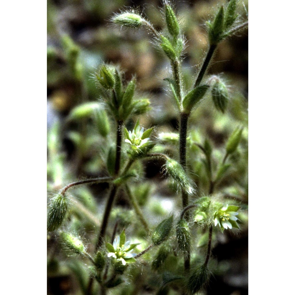 cerastium brachypetalum desp. ex pers.