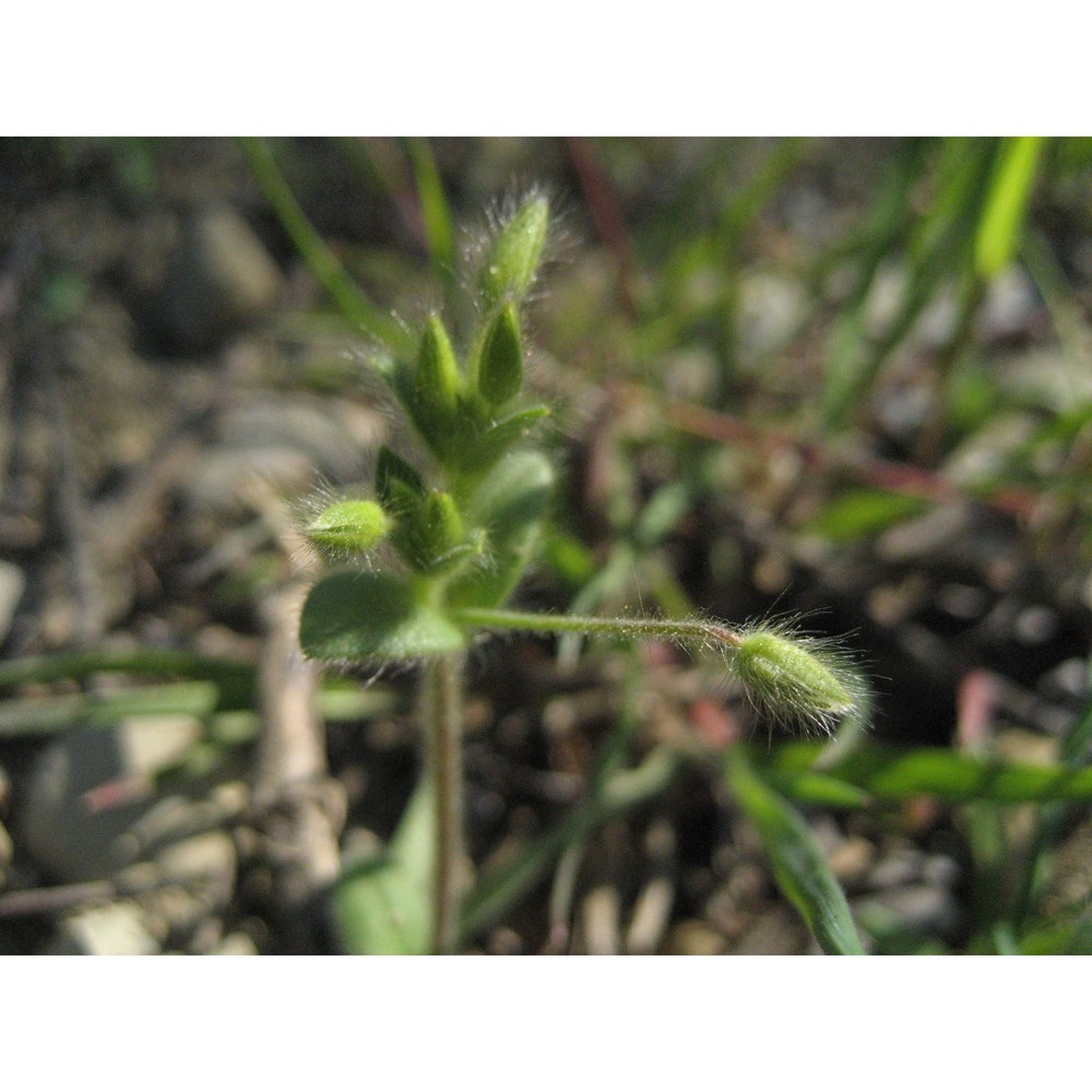 cerastium brachypetalum desp. ex pers.