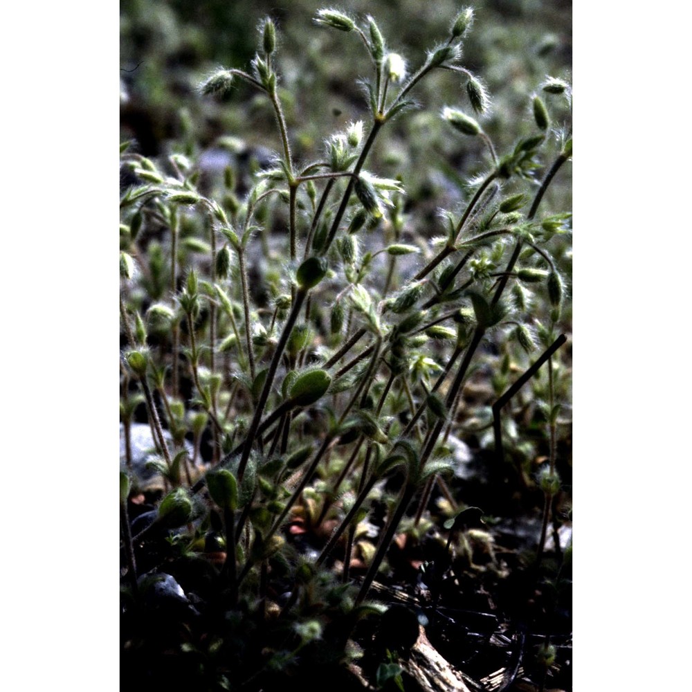 cerastium brachypetalum desp. ex pers.