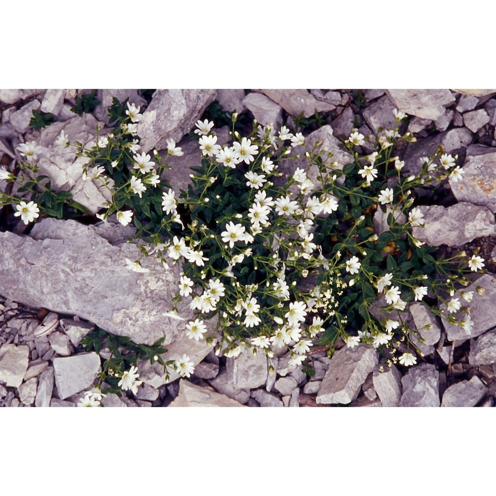 cerastium carinthiacum vest