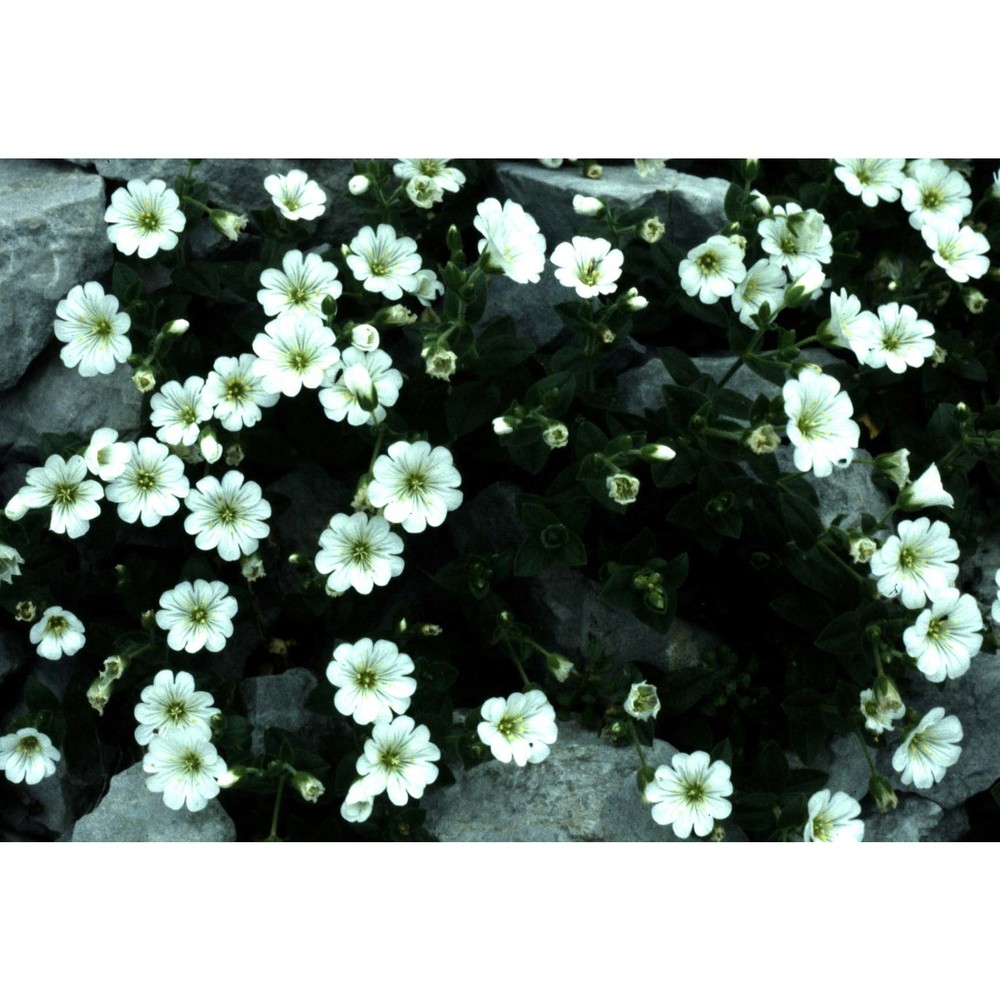 cerastium carinthiacum vest