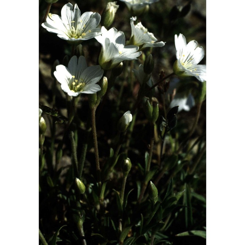 cerastium carinthiacum vest