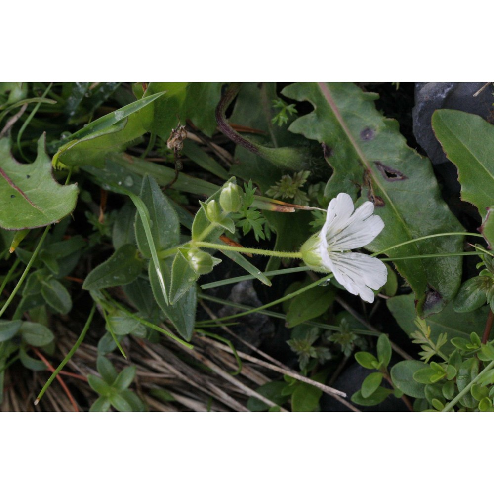 cerastium carinthiacum vest