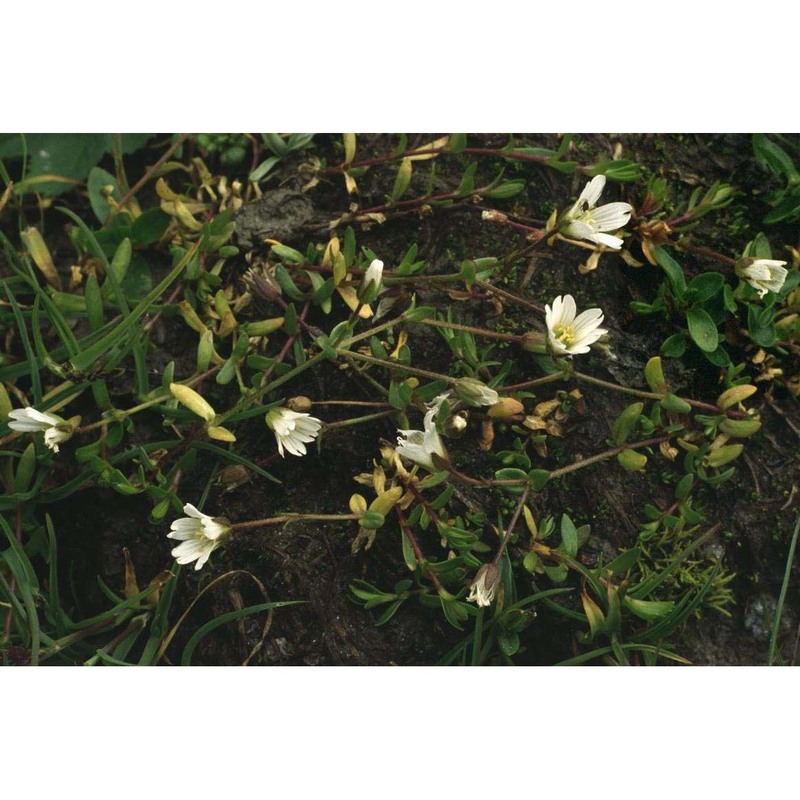 cerastium cerastoides (l.) britton