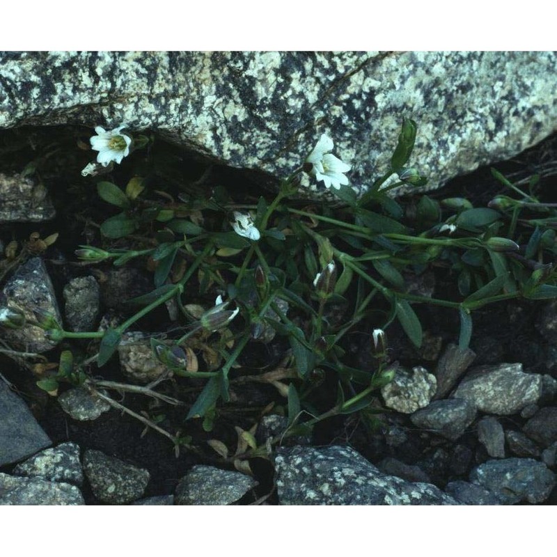 cerastium cerastoides (l.) britton