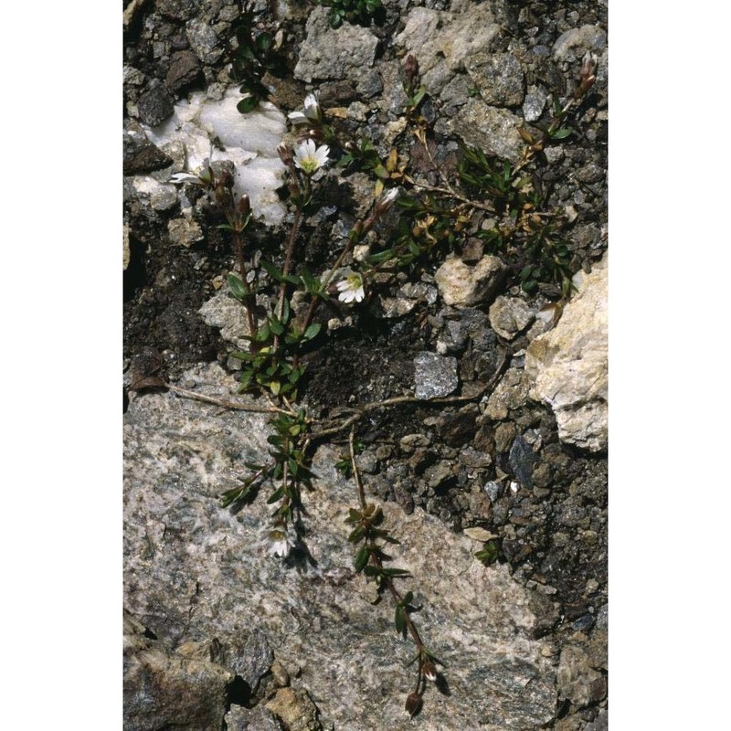 cerastium cerastoides (l.) britton