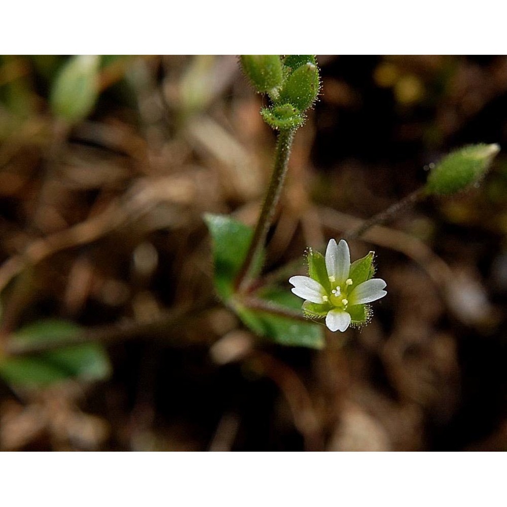 cerastium diffusum pers.