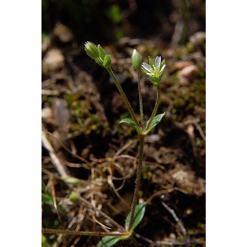 cerastium diffusum pers.