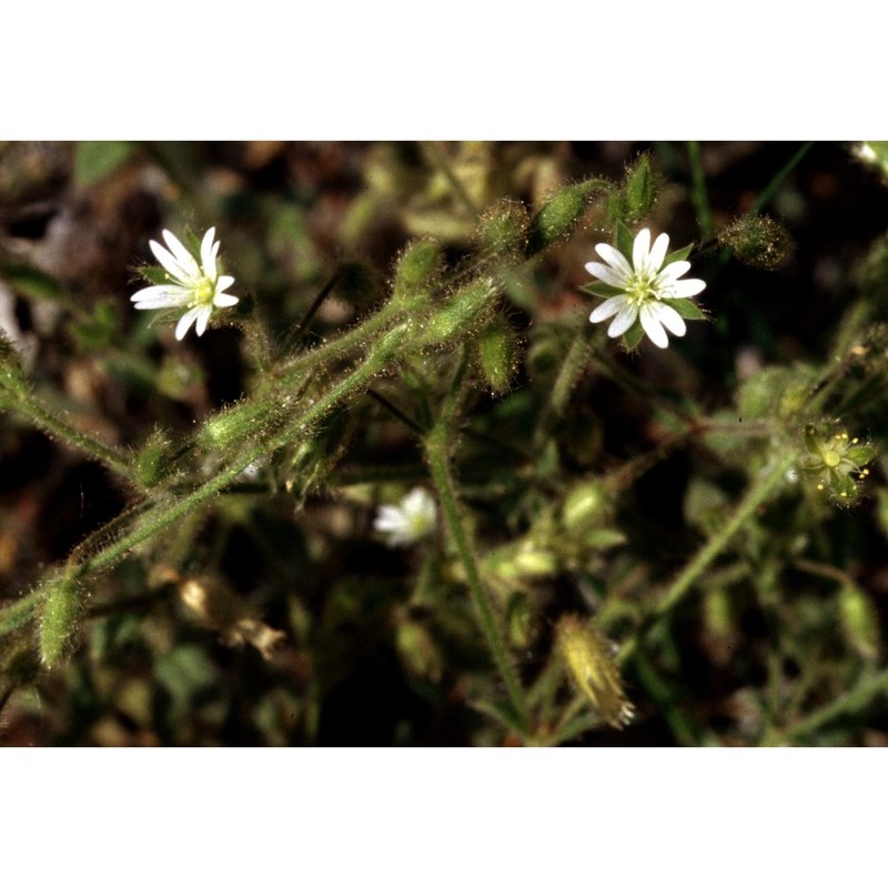 cerastium dubium (bastard) guépin