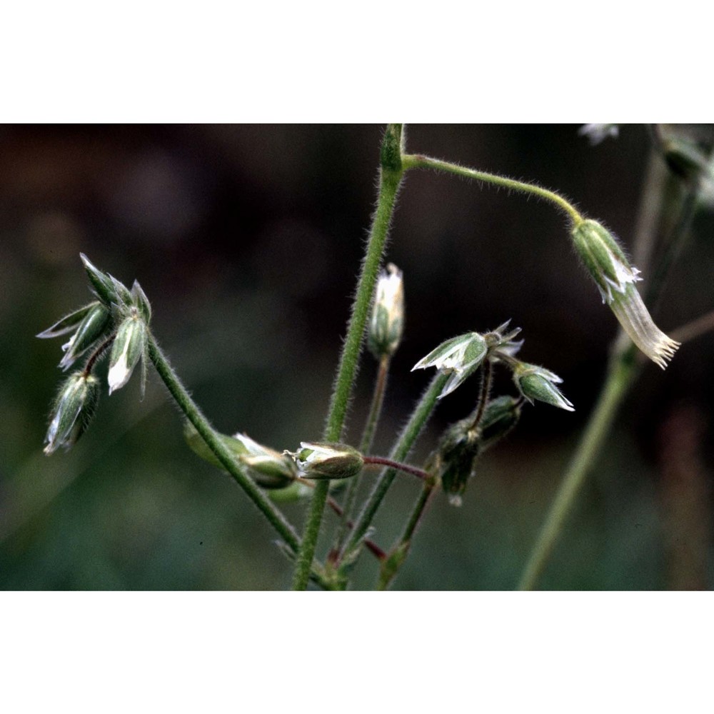 cerastium fontanum baumg.