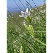 cerastium fontanum baumg.