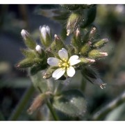 cerastium glomeratum thuill.