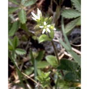 cerastium glomeratum thuill.