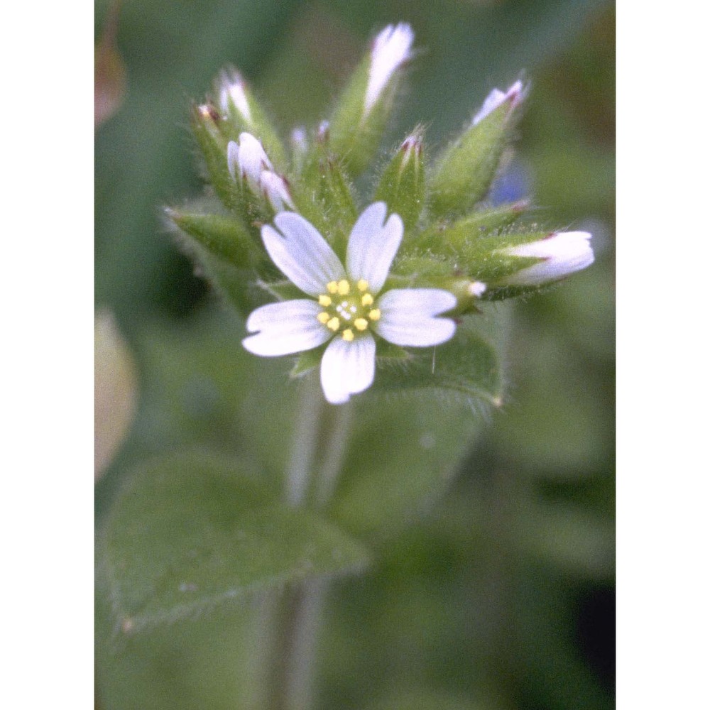 cerastium glomeratum thuill.