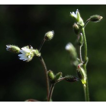 cerastium glutinosum fr.